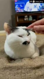 ねこじゃすり