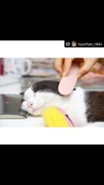 ねこじゃすり