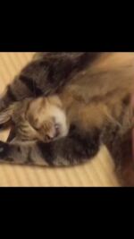 ねこじゃすり