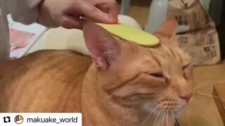 ねこじゃすり