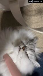 ねこじゃすり